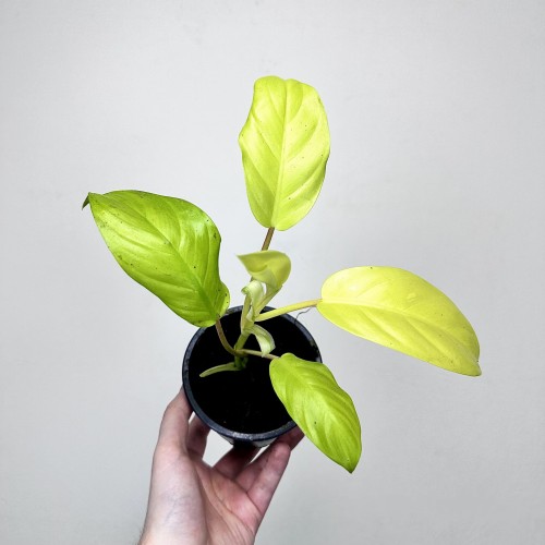 Philodendron Malaya Gold Filodendron P11 #2