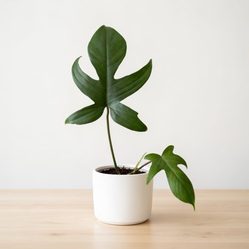 Philodendron Florida Beauty Green Filodendron P11 #1