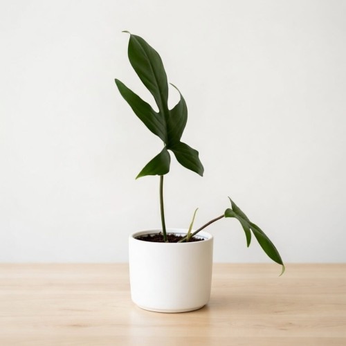 Philodendron Florida Beauty Green Filodendron P11 #2