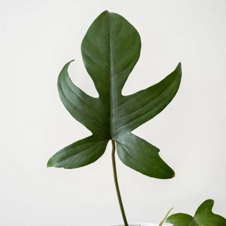Philodendron Florida Beauty Green Filodendron P11 #3