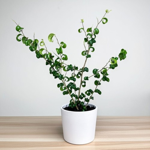 Ficus Benjamina Barok Figowiec Fikus P12 #1