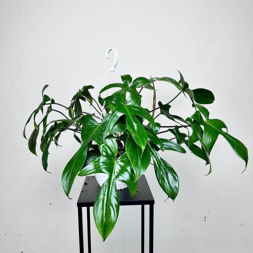 Philodendron Florida Beauty Green Filodendron P19 wisząca #1