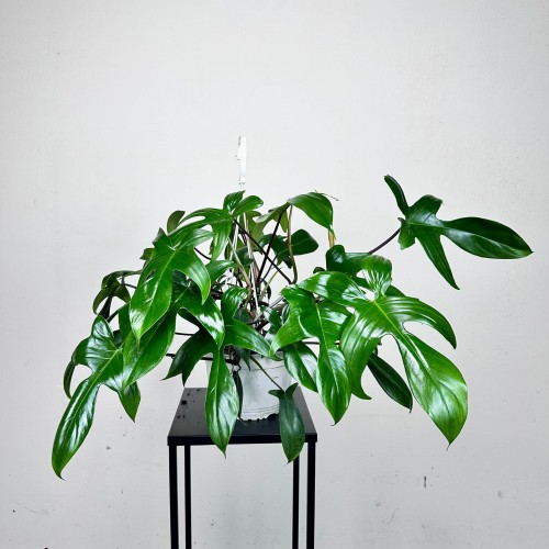 Philodendron Florida Beauty Green Filodendron P19 wisząca #2