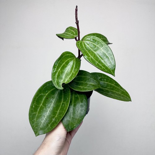 Hoya latifolia Hoja #1