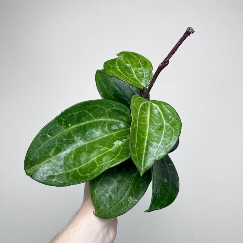Hoya latifolia Hoja #2