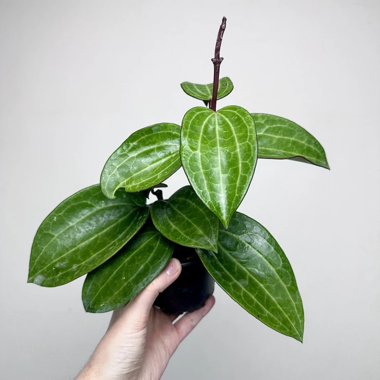 Hoya latifolia Hoja #3