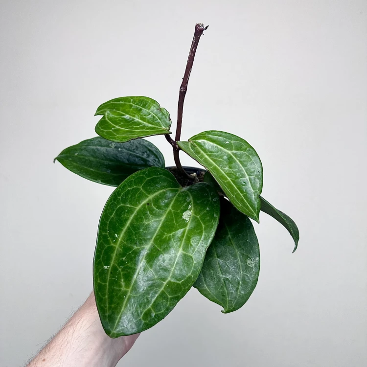 Hoya latifolia Hoja #4