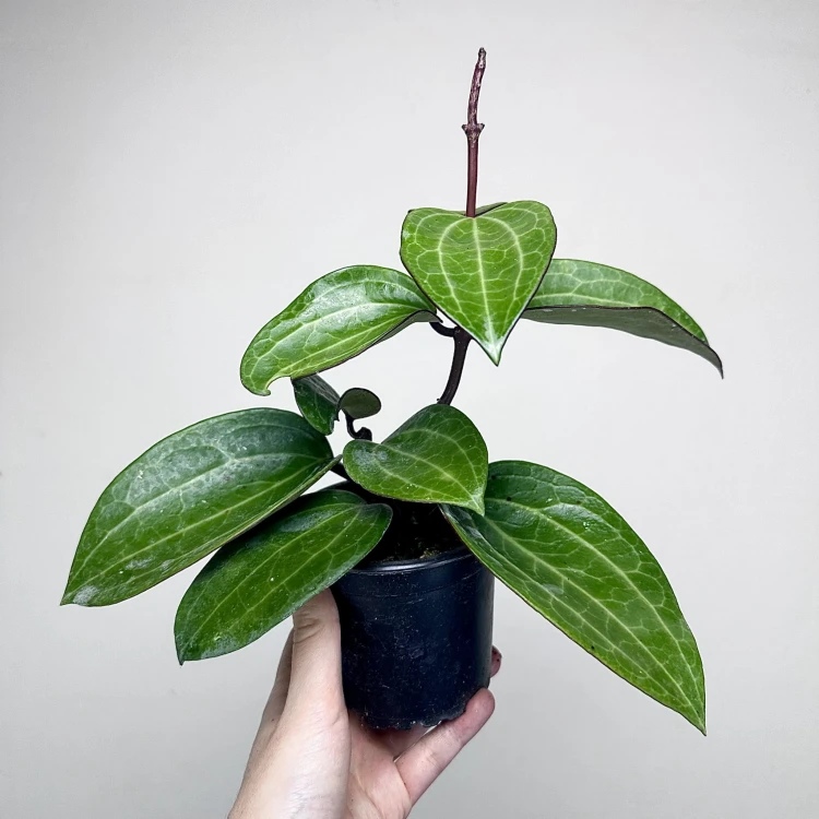 Hoya latifolia Hoja #6