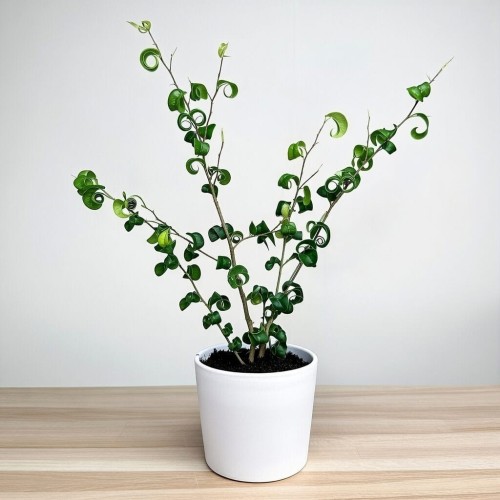 Ficus Benjamina Barok Figowiec Fikus P12 #2