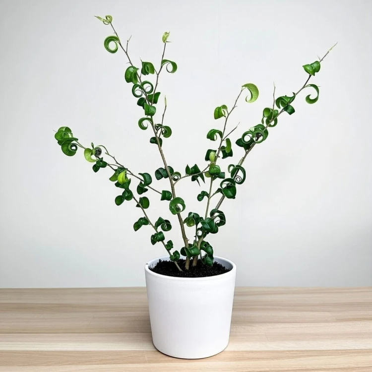 Ficus Benjamina Barok Figowiec Fikus P12 #2