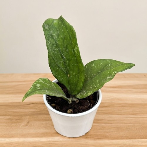 Hoya Germany Pa La U Hoja #1