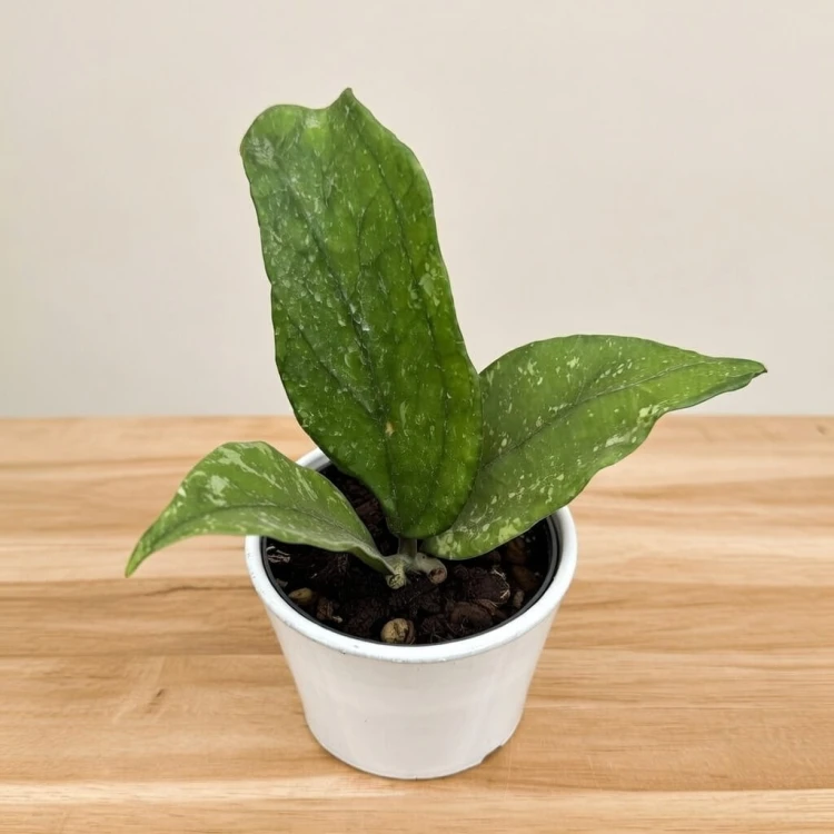 Hoya Germany Pa La U Hoja #1