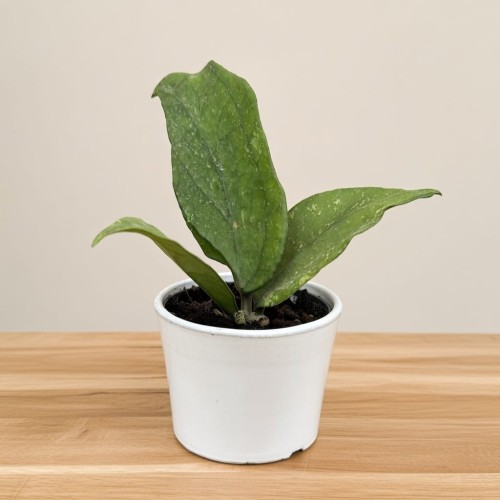 Hoya Germany Pa La U Hoja #2