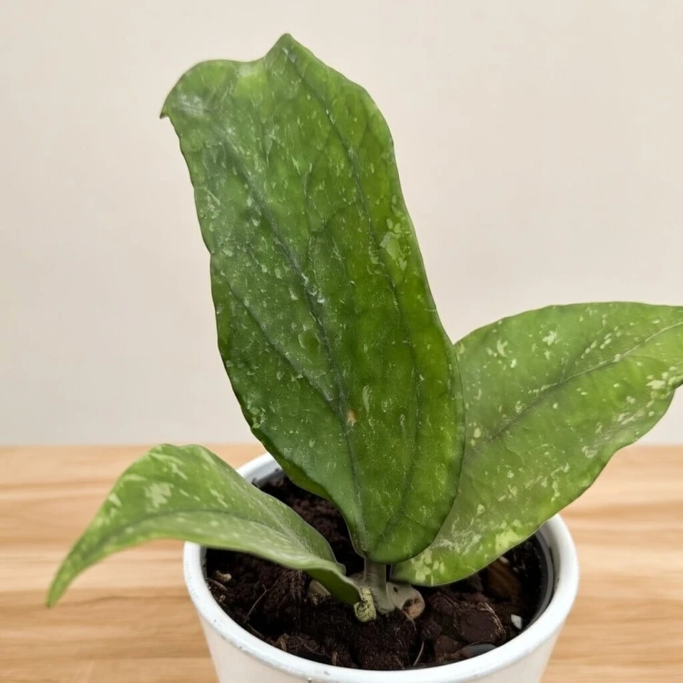 Hoya Germany Pa La U Hoja #3