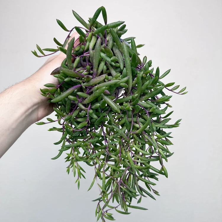 Senecio Purple Flash | Othonna Ruby Necklace P9 #3