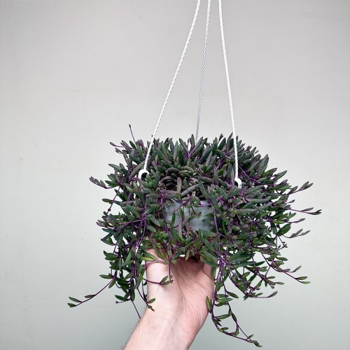 Senecio Purple Flash | Othonna Ruby Necklace P15 wisząca #1