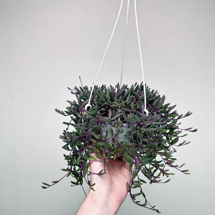Senecio Purple Flash | Othonna Ruby Necklace P15 wisząca #1