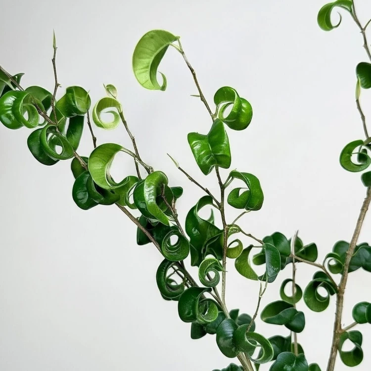 Ficus Benjamina Barok Figowiec Fikus P12 #3