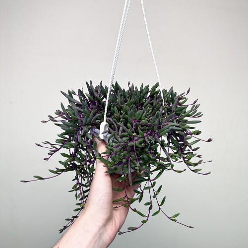 Senecio Purple Flash | Othonna Ruby Necklace P15 wisząca #2