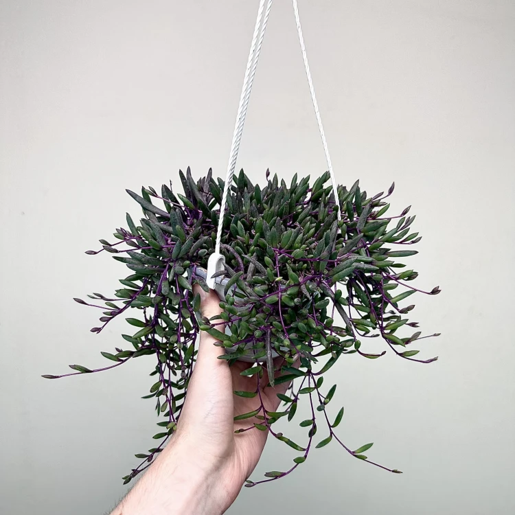 Senecio Purple Flash | Othonna Ruby Necklace P15 wisząca #2