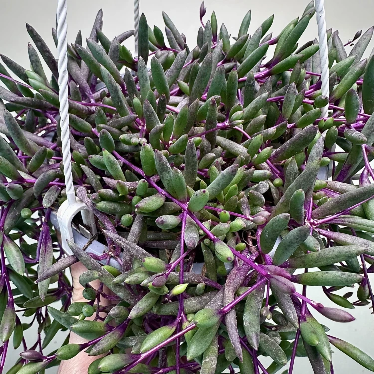 Senecio Purple Flash | Othonna Ruby Necklace P15 wisząca #3