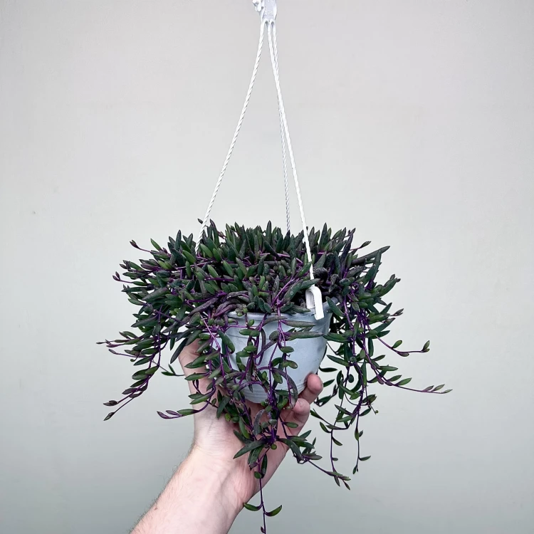 Senecio Purple Flash | Othonna Ruby Necklace P15 wisząca #4
