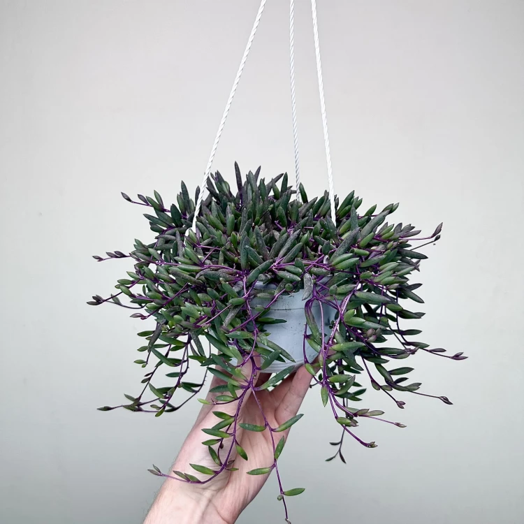 Senecio Purple Flash | Othonna Ruby Necklace P15 wisząca #5