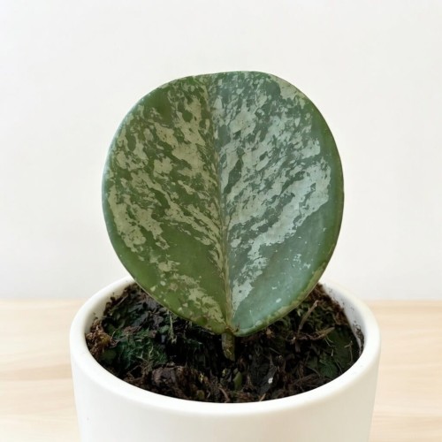 Hoya Obovata Splash Hoja P9 #2