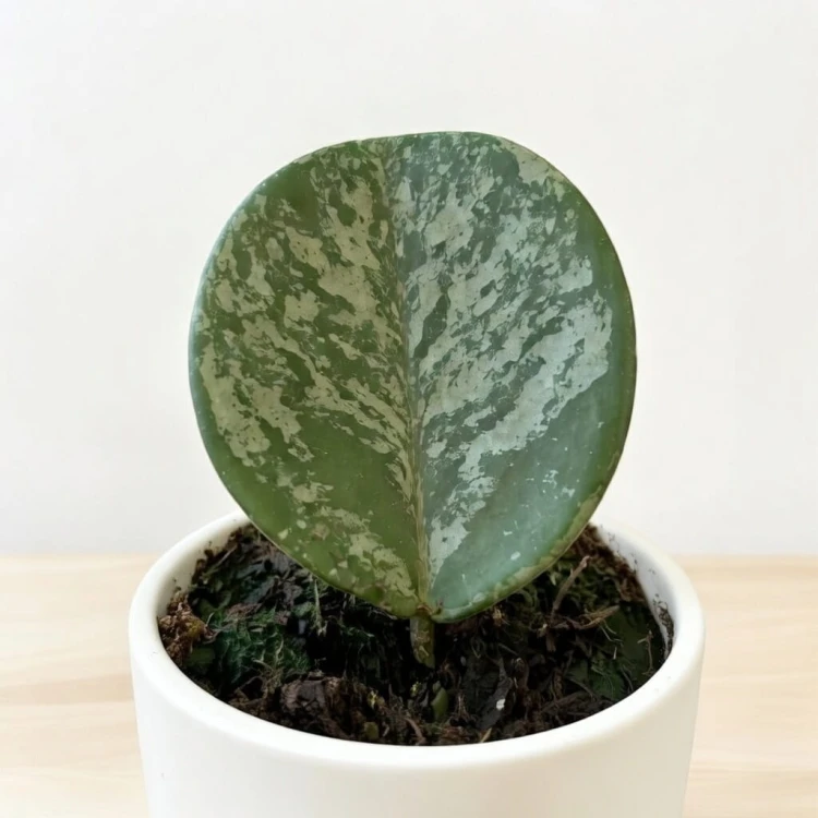 Hoya Obovata Splash Hoja P9 #2