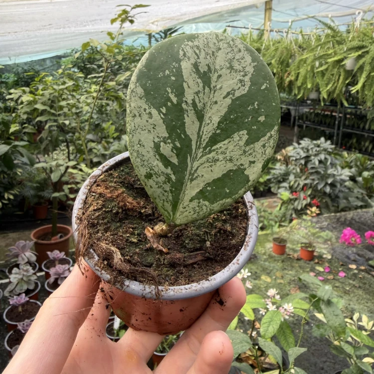 Hoya Obovata Splash Hoja P9 #4