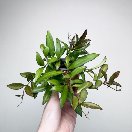 Hoja Rosita Hoya P9 #1