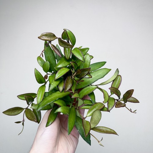 Hoja Rosita Hoya P9 #2