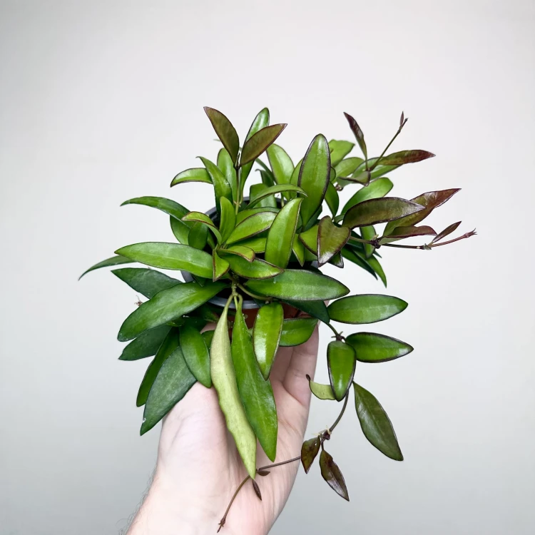 Hoja Rosita Hoya P9 #3