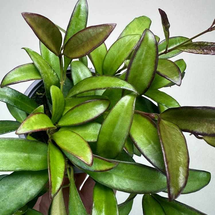 Hoja Rosita Hoya P9 #4