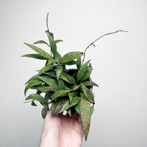 Hoya Parviflora Splash Hoja P9 #2
