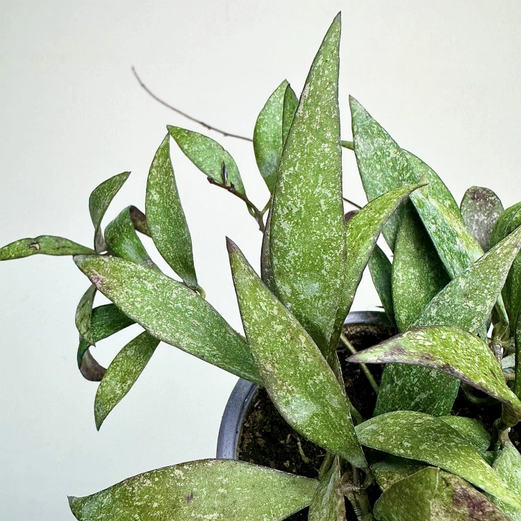 Hoya Parviflora Splash Hoja P9 #3