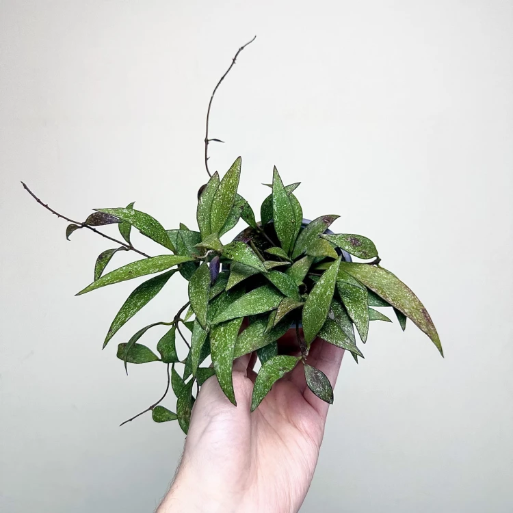 Hoya Parviflora Splash Hoja P9 #4