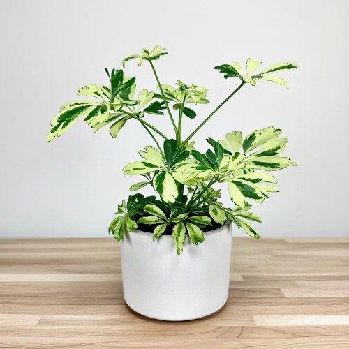 Schefflera Janine Szeflera P9 #1