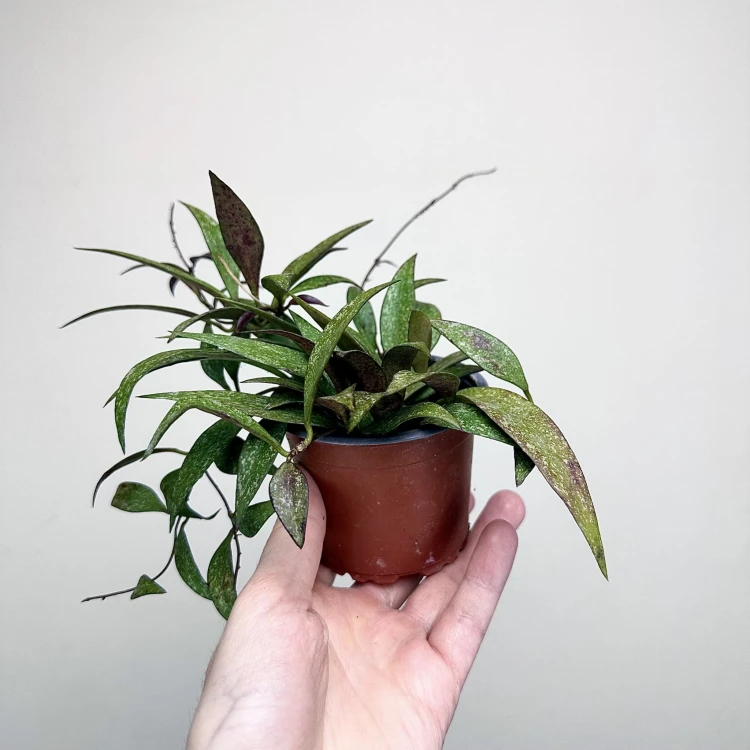Hoya Parviflora Splash Hoja P9 #5