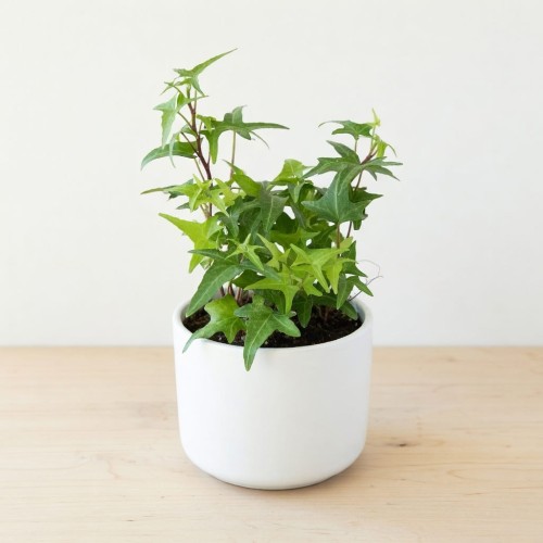 Hedera helix Jacobine bluszcz P9 #1