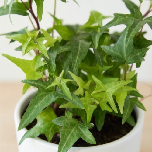 Hedera helix Jacobine bluszcz P9 #2