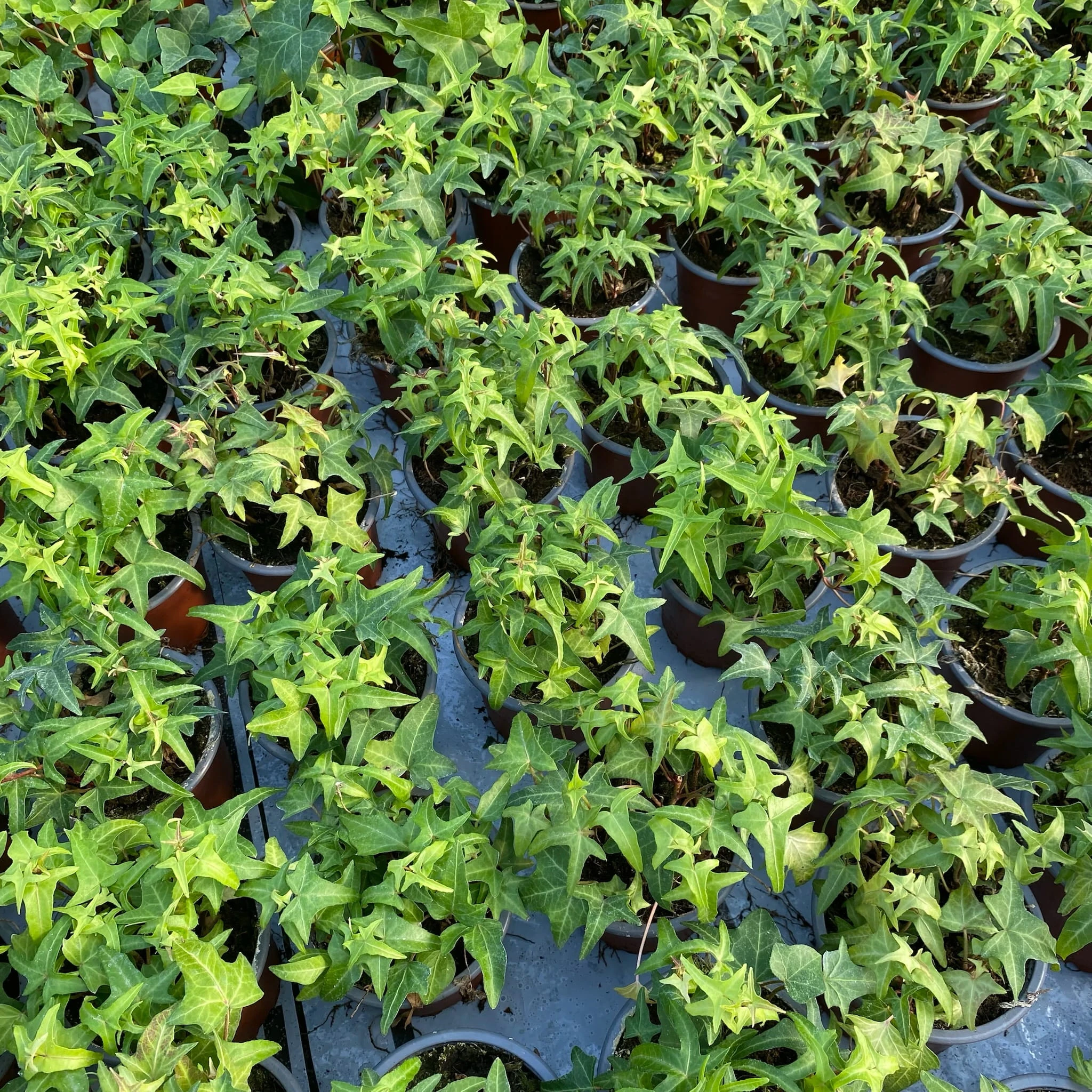 Hedera helix Jacobine bluszcz P9 - ReplinKwiaty