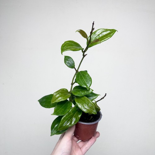 Hoya Merrillii Hoja P9 #2