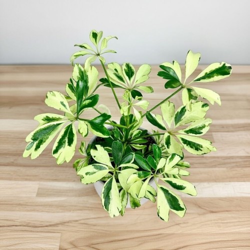 Schefflera Janine Szeflera P9 #2