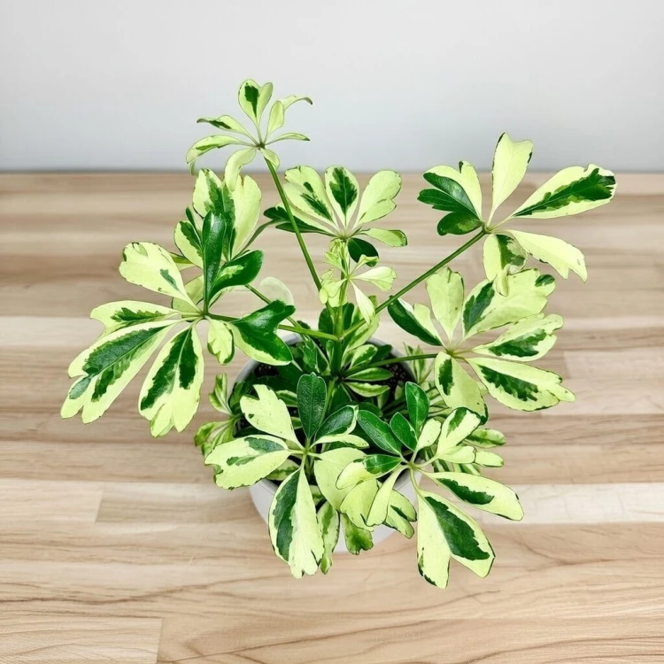 Schefflera Janine Szeflera P9 #2