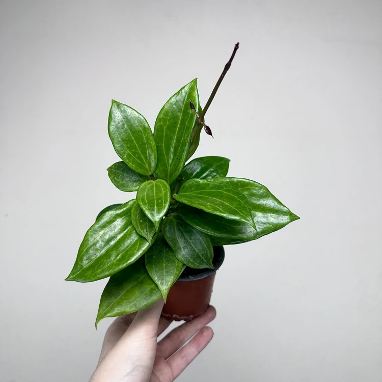 Hoya Merrillii Hoja P9 #3