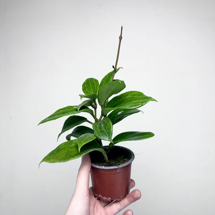 Hoya Merrillii Hoja P9 #4