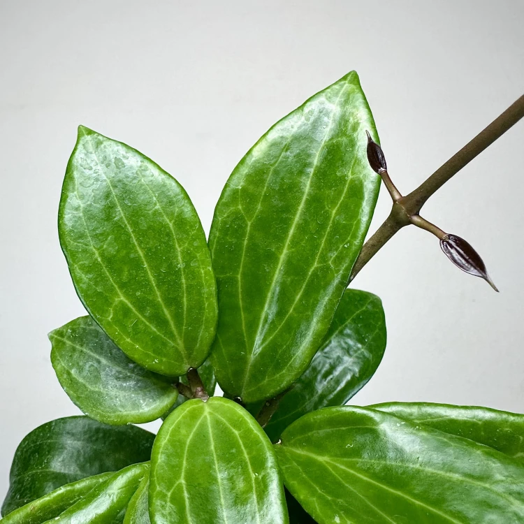 Hoya Merrillii Hoja P9 #5