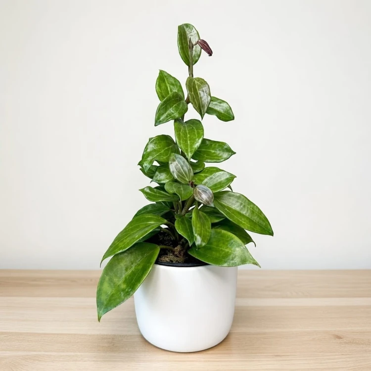Hoya Merrillii Hoja P11 #1