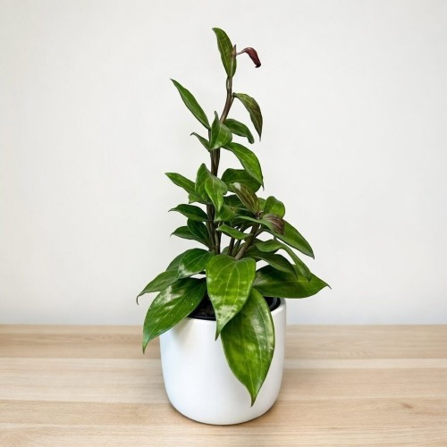 Hoya Merrillii Hoja P11 #2